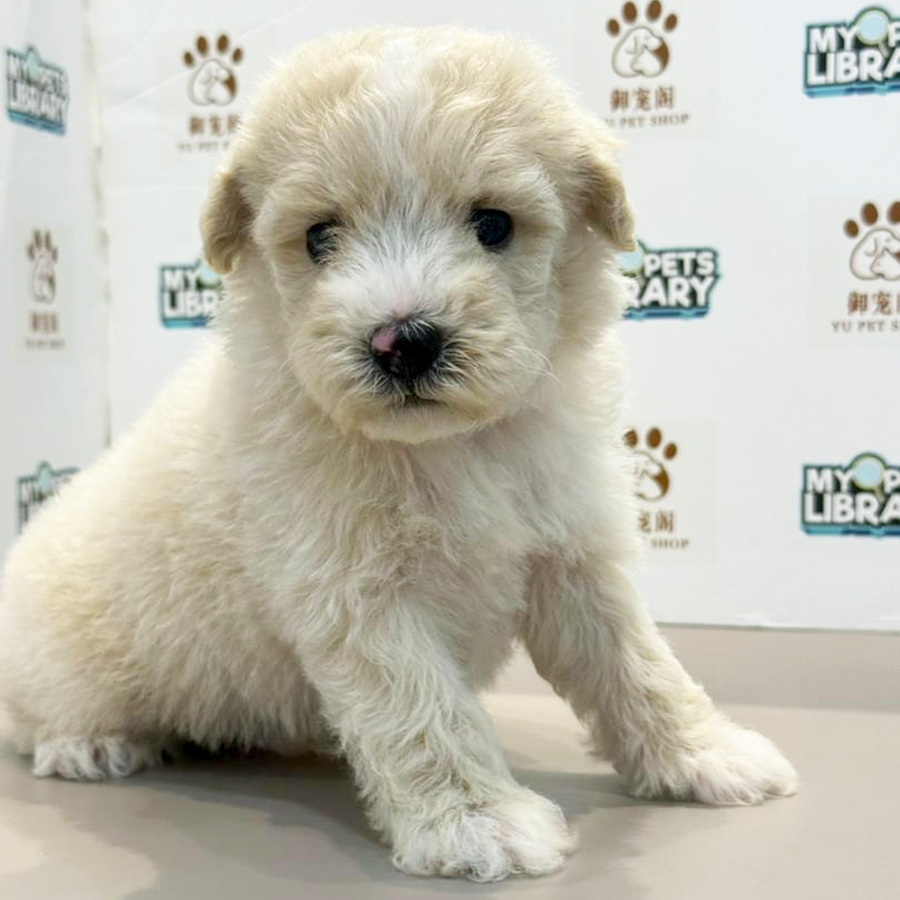 Toy Poodle Puppy