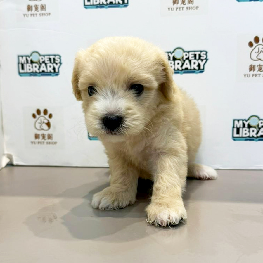 Toy Poodle Puppy