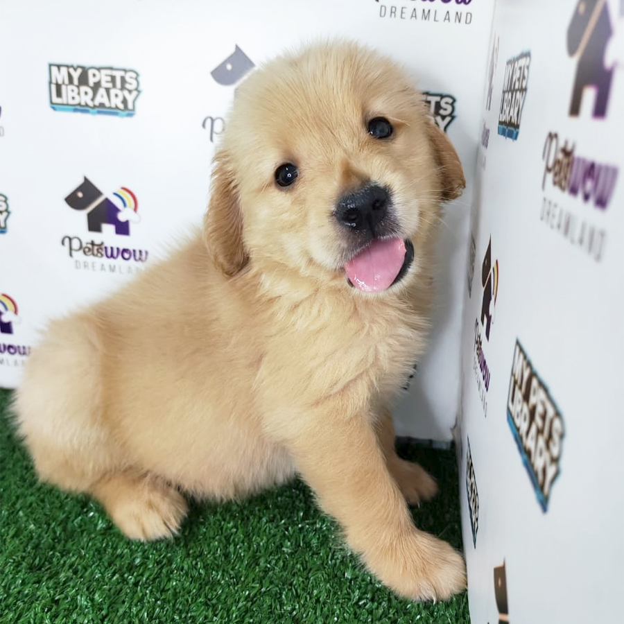 Golden Retriever Puppy