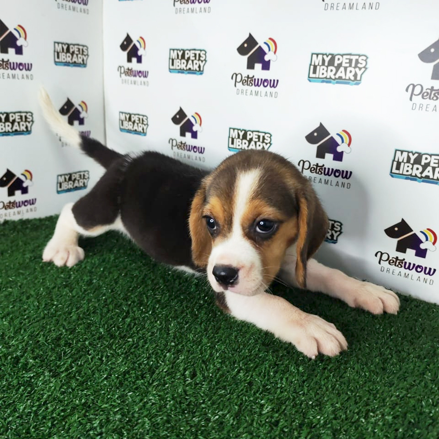 Beagle Puppy