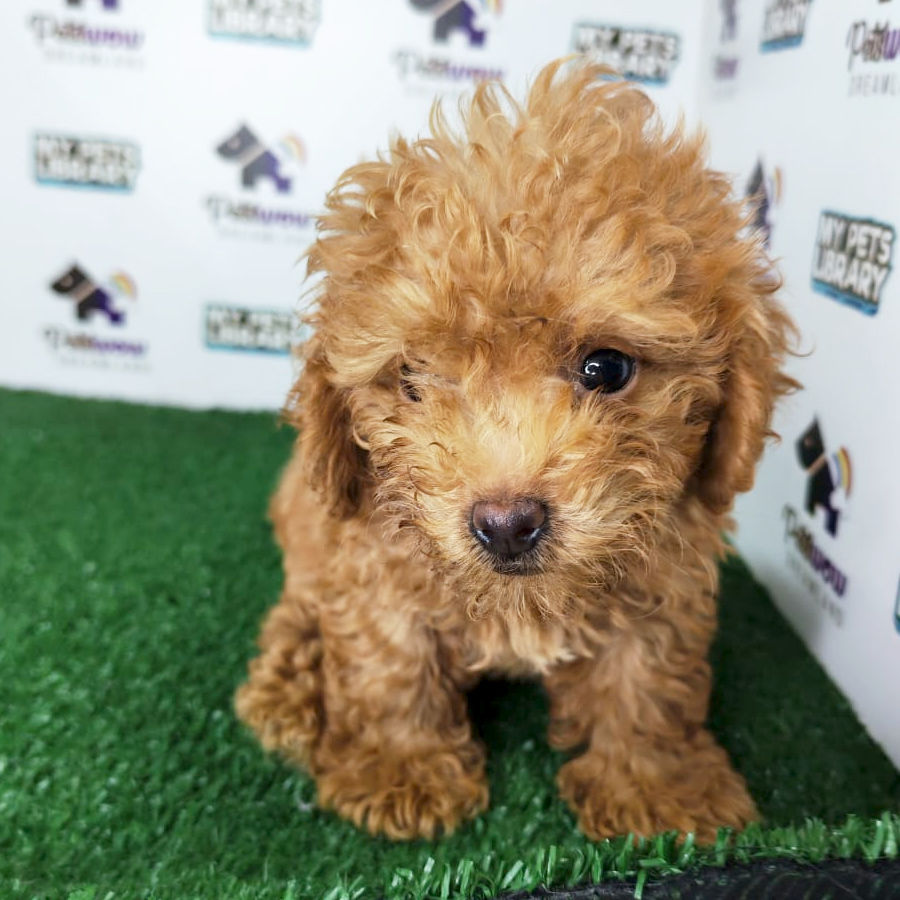 Toy Poodle Puppy