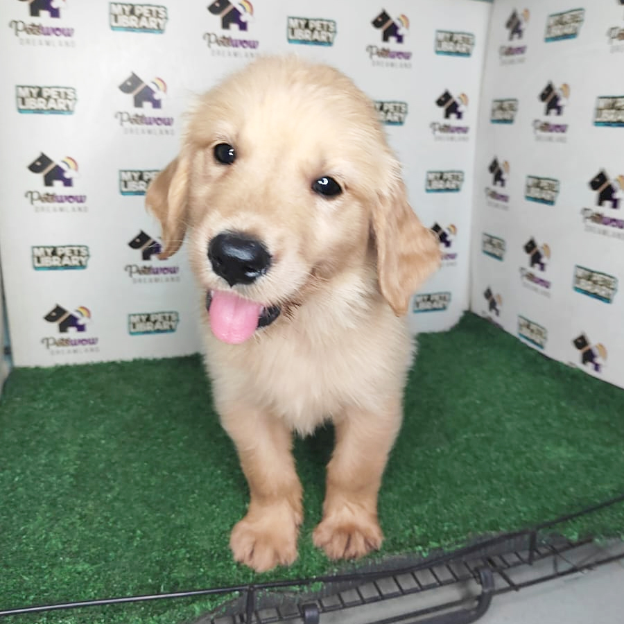 Golden Retriever Puppy
