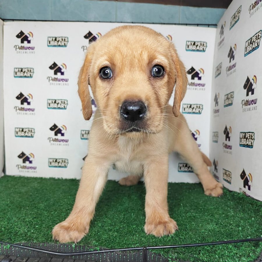 Labrador Retriever Puppy