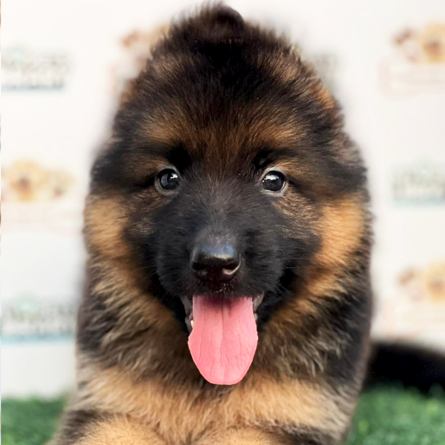 German Shepherd Puppy
