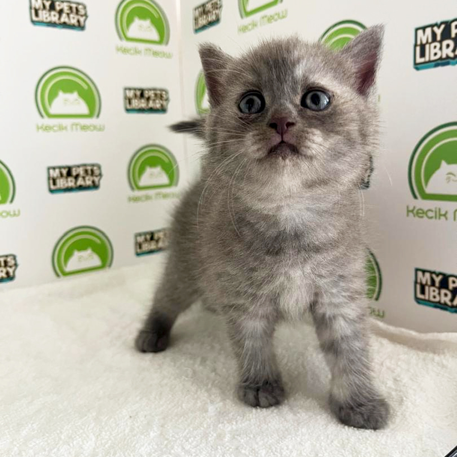 British Shorthair Kitten