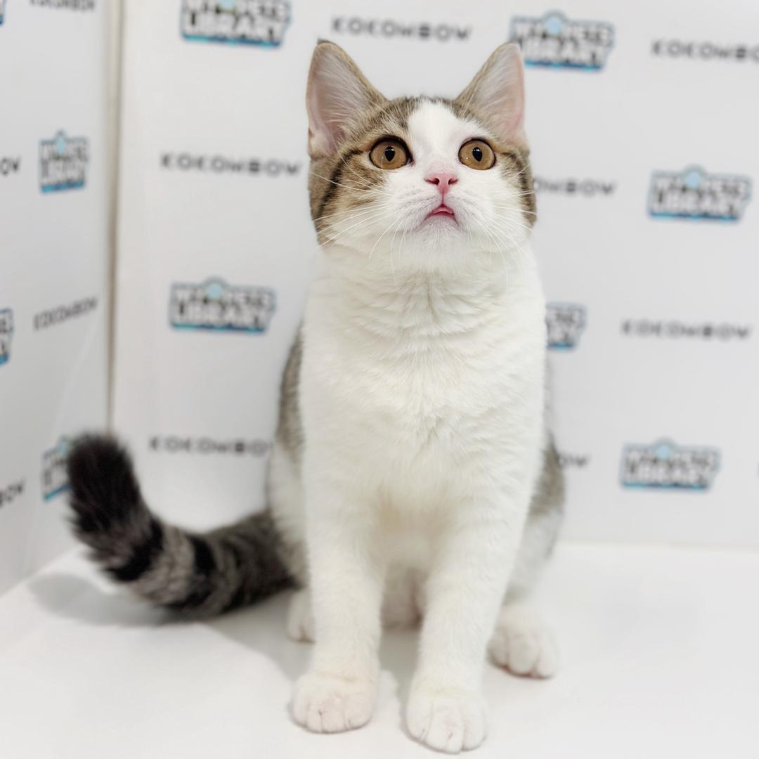 Scottishstraight Kitten
