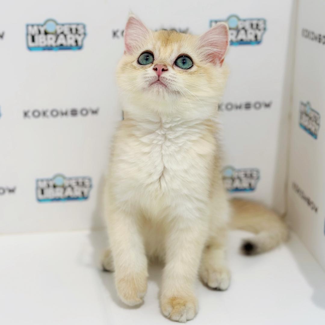British Shorthair Kitten