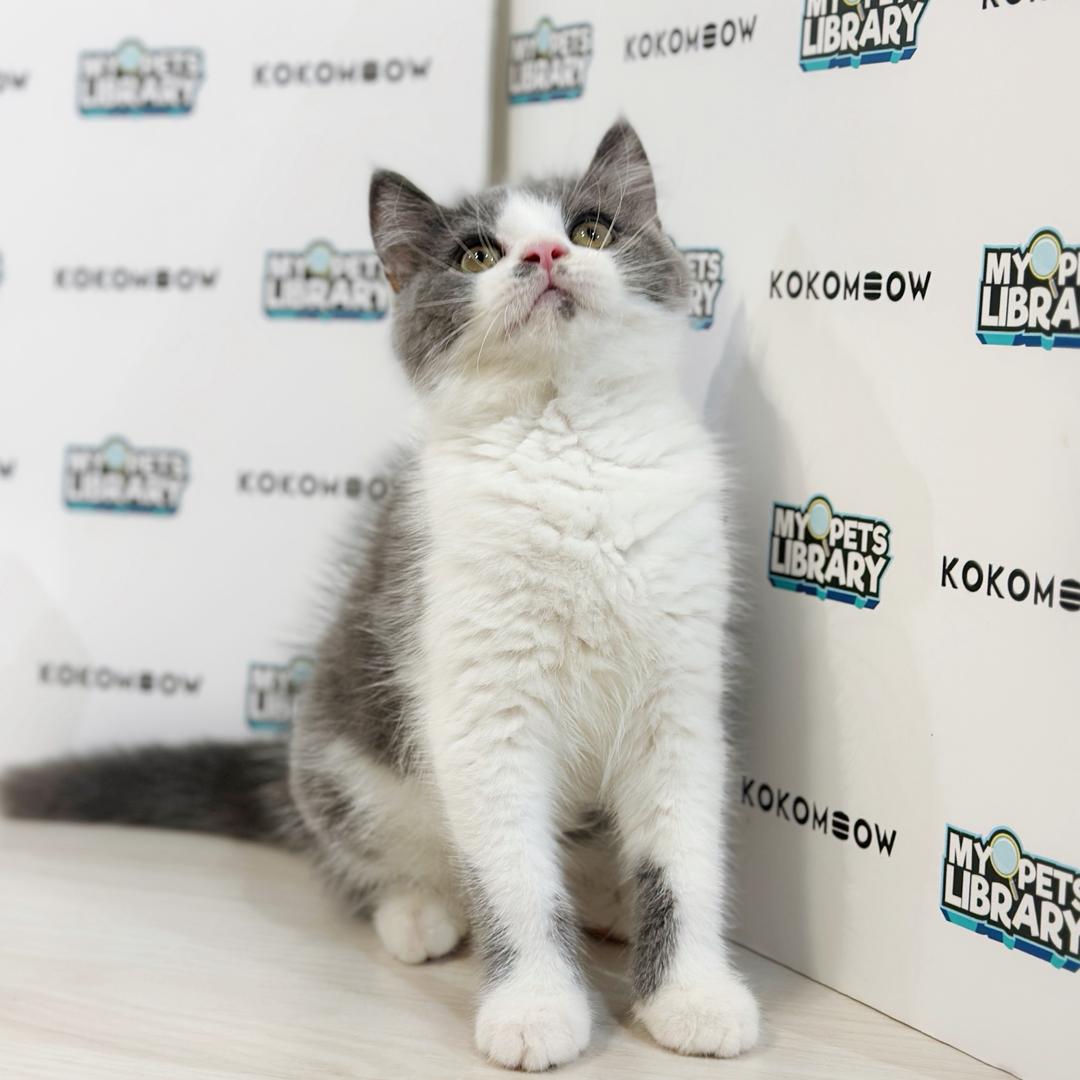British Shorthair Kitten