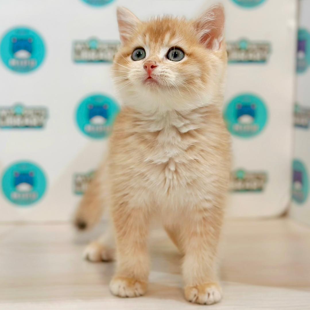 British Shorthair Kitten