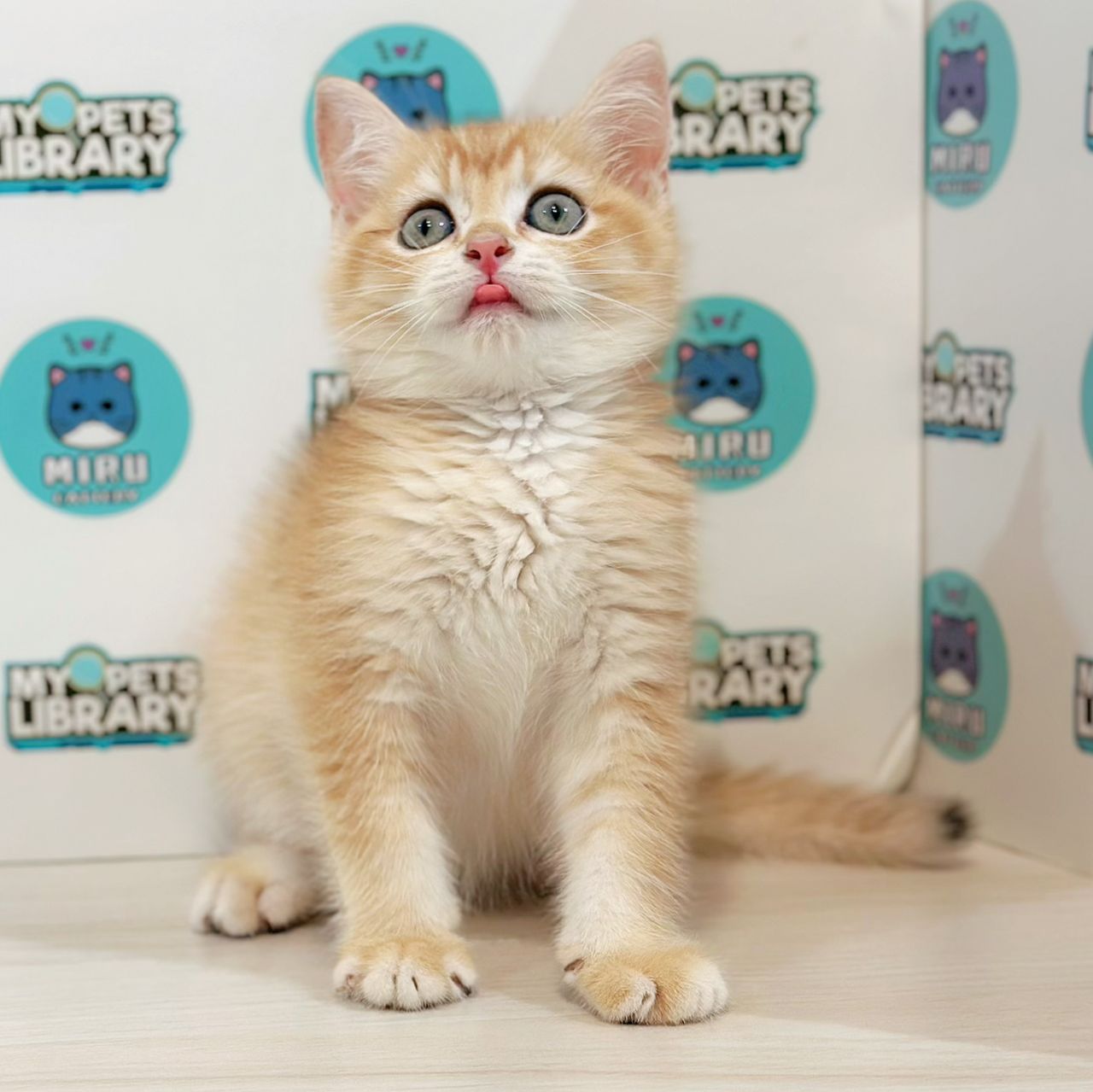 British Shorthair Kitten