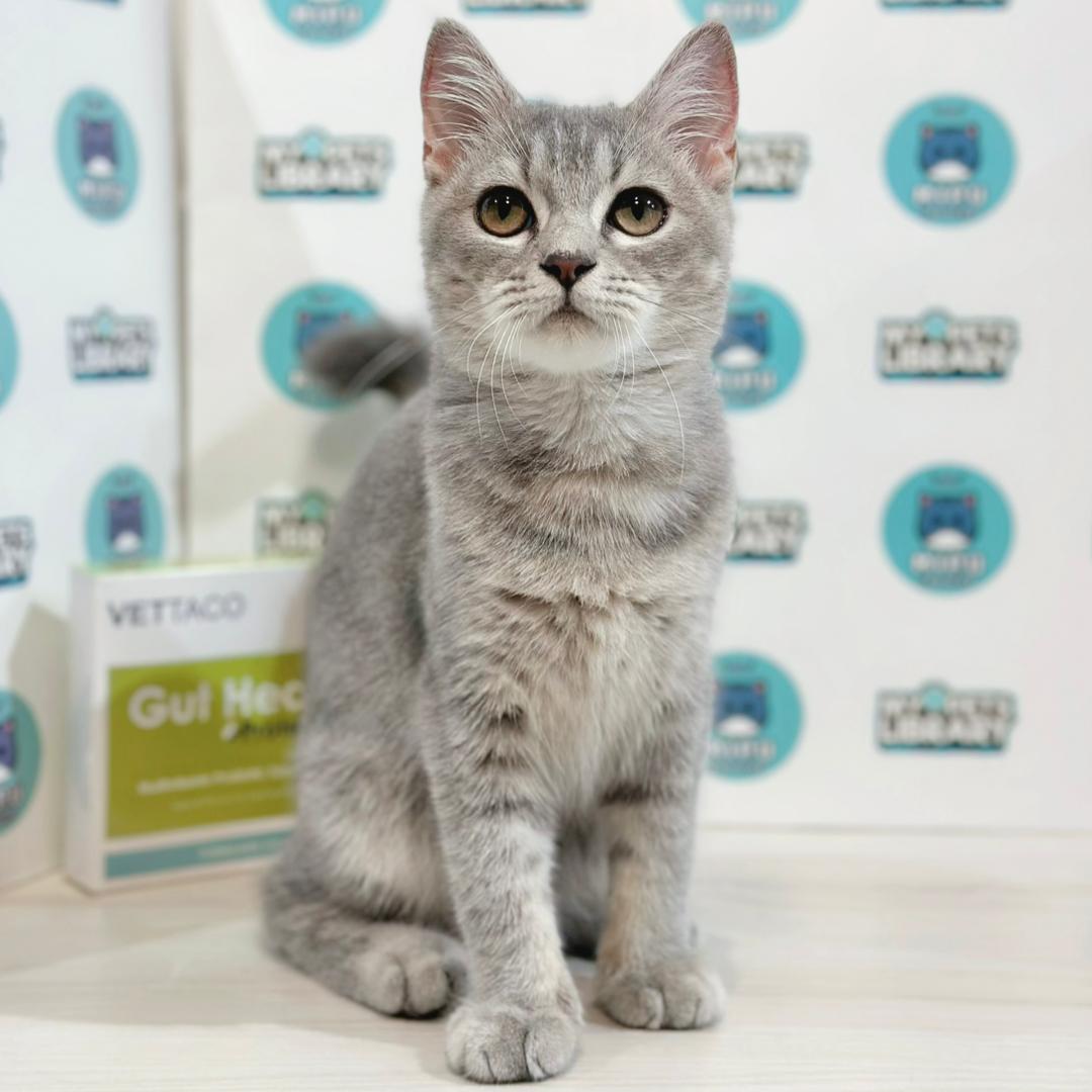 British Shorthair Kitten