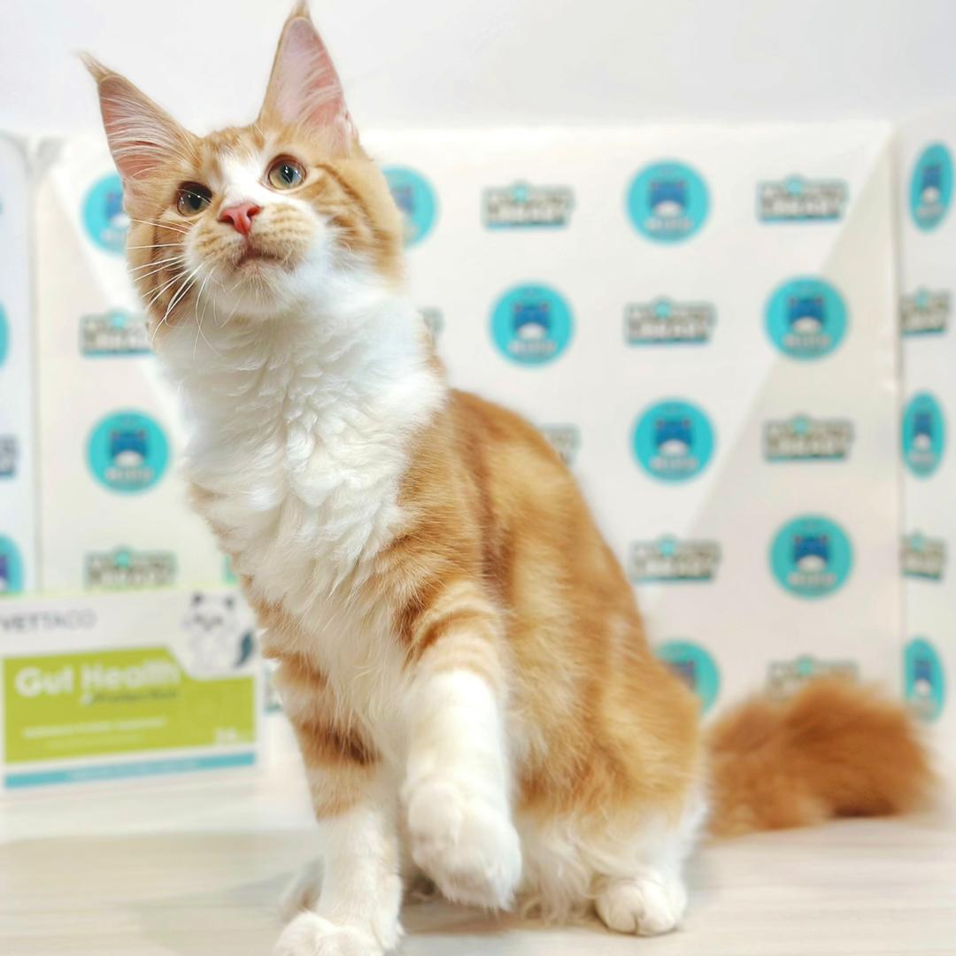 Maine Coon Kitten