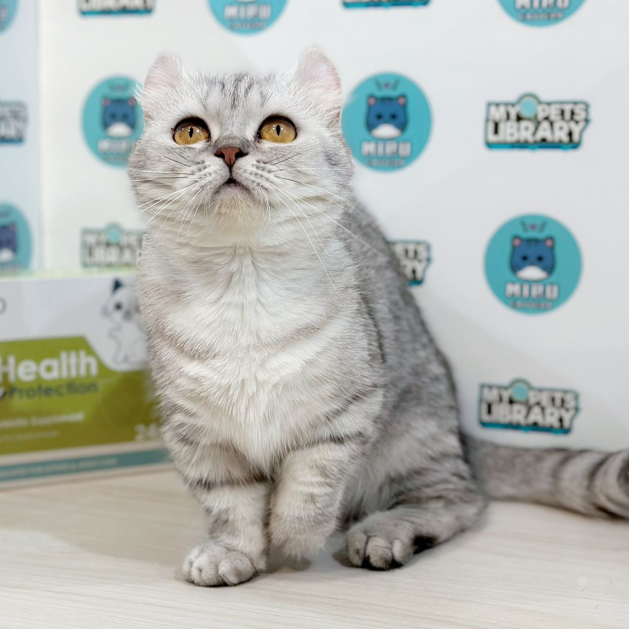 Super Short Munchkin Kinkalow Kitten