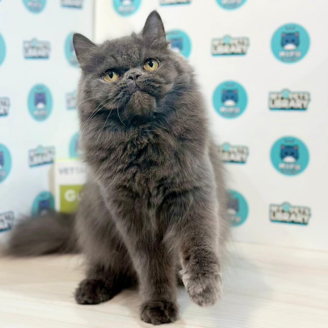 Persian Kitten