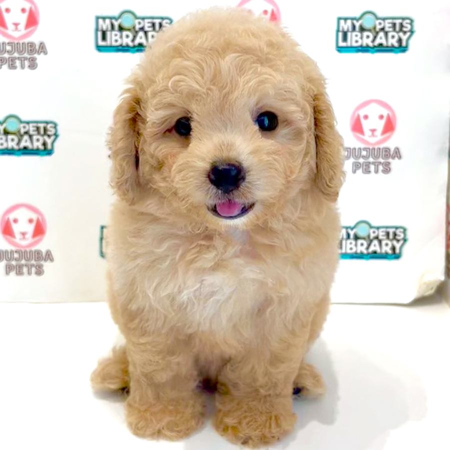 Toy Poodle Puppy