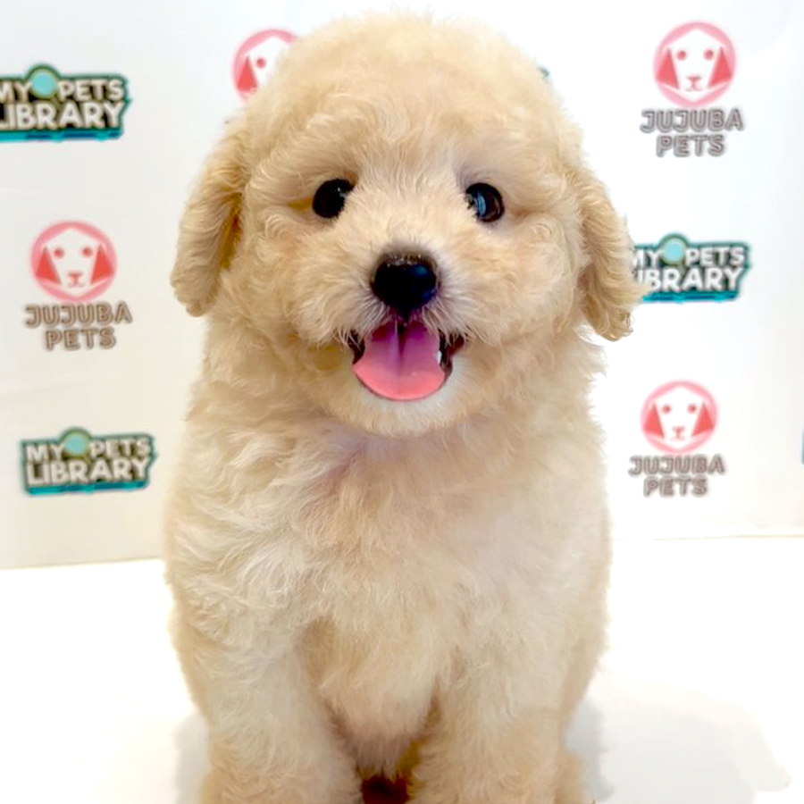 Toy Poodle Puppy
