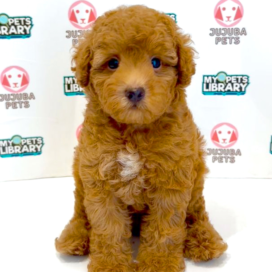 Toy Poodle Puppy