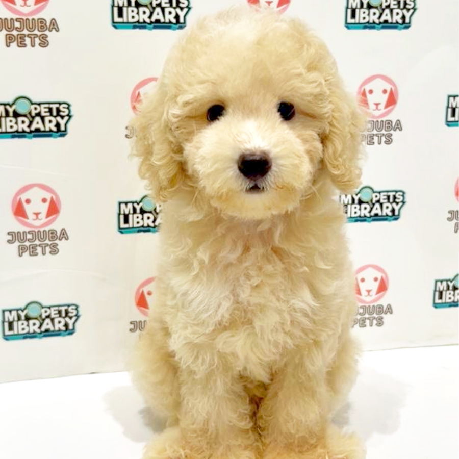 Toy Poodle Puppy