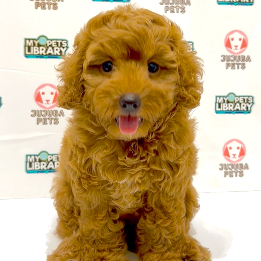Toy Poodle Puppy