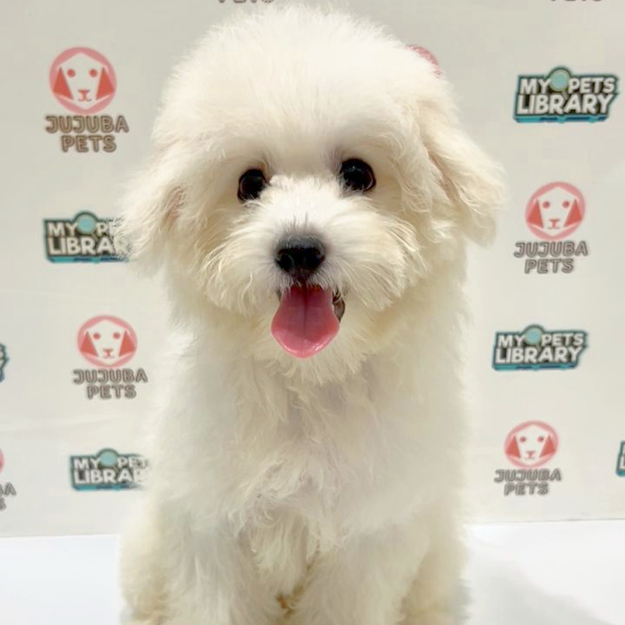 Poochon Puppy