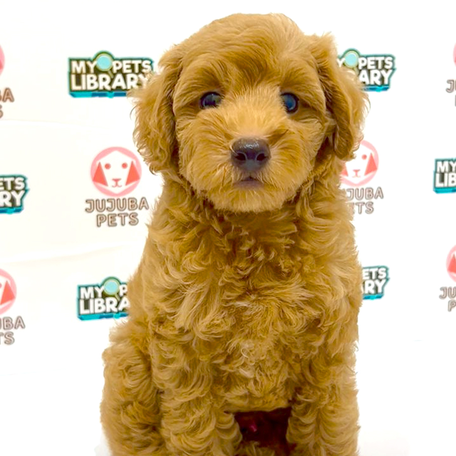 Toy Poodle Puppy