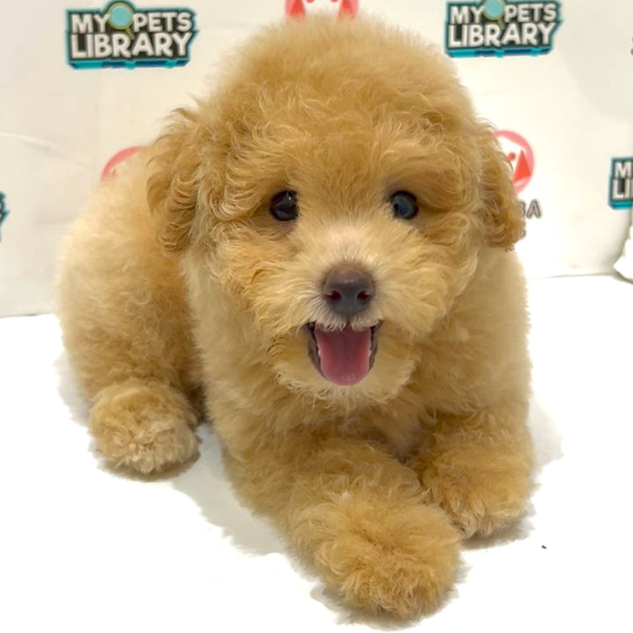 Toy Poodle Puppy