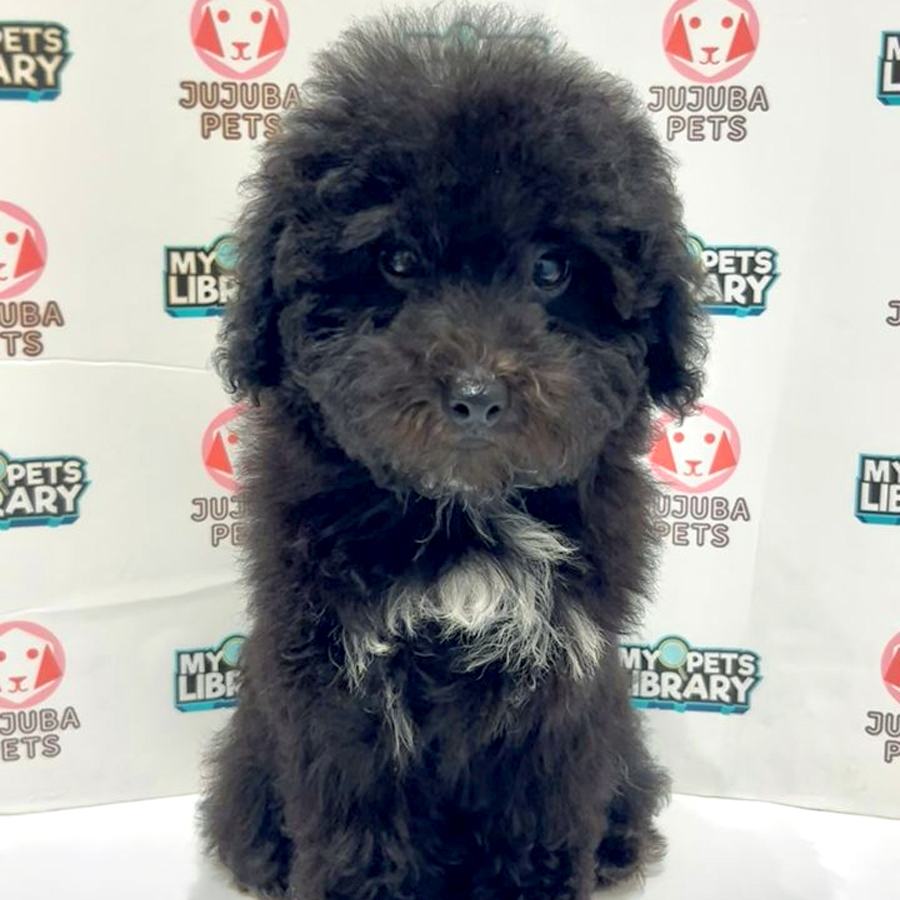 Maltipoo Puppy