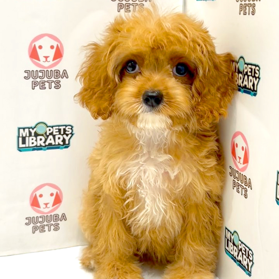 Cavapoo Puppy