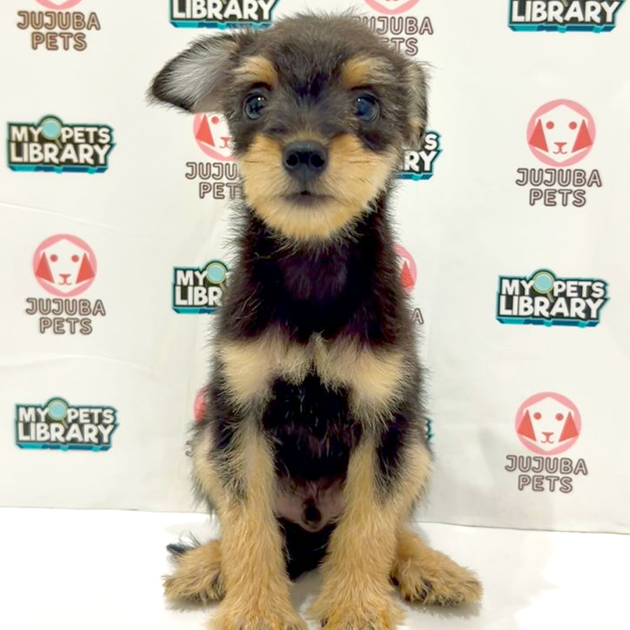 Silkese Puppy