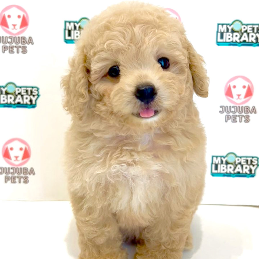 Toy Poodle Puppy