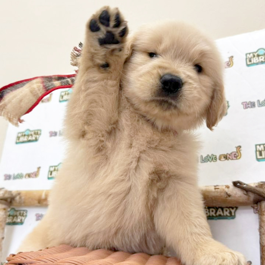 Golden Retriever Puppy