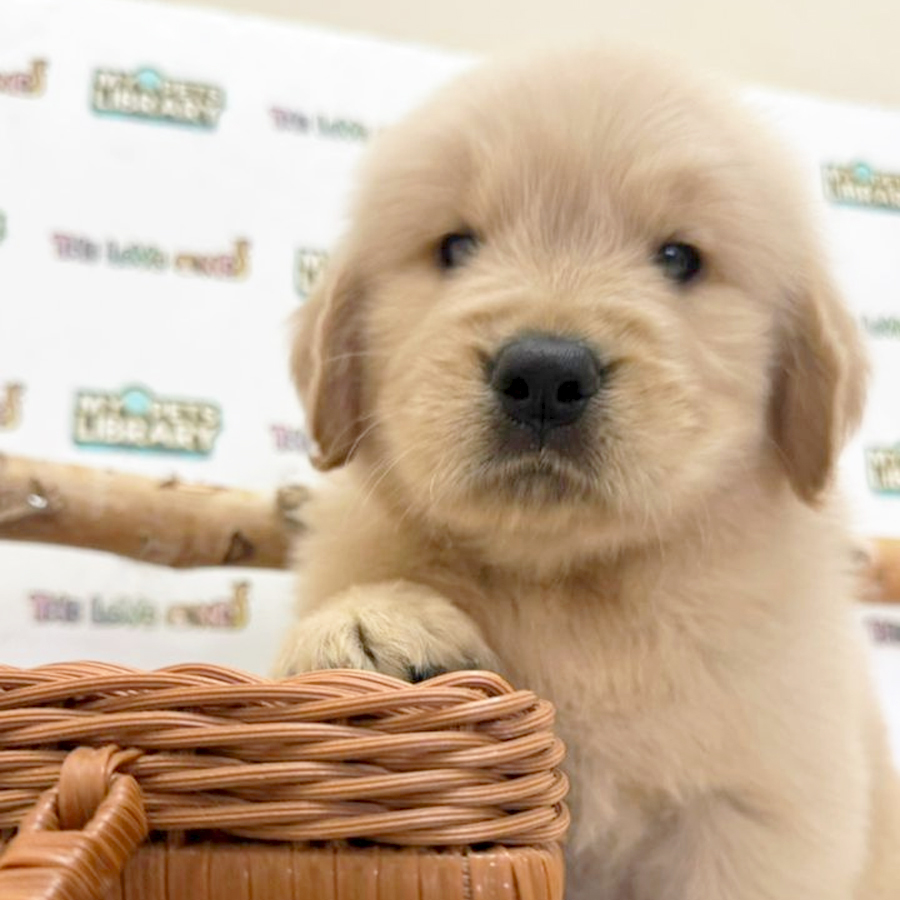 Golden Retriever Puppy