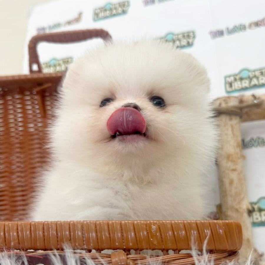 Tiny Pomeranian Puppy