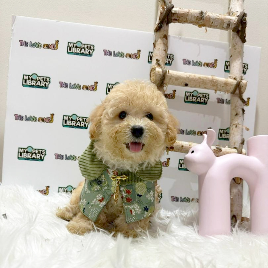 Tiny Poodle Puppy