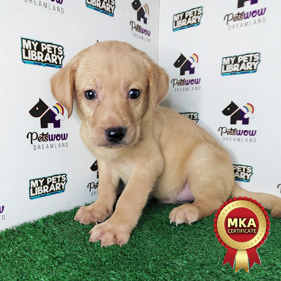 MKA Labrador Retriever Puppy