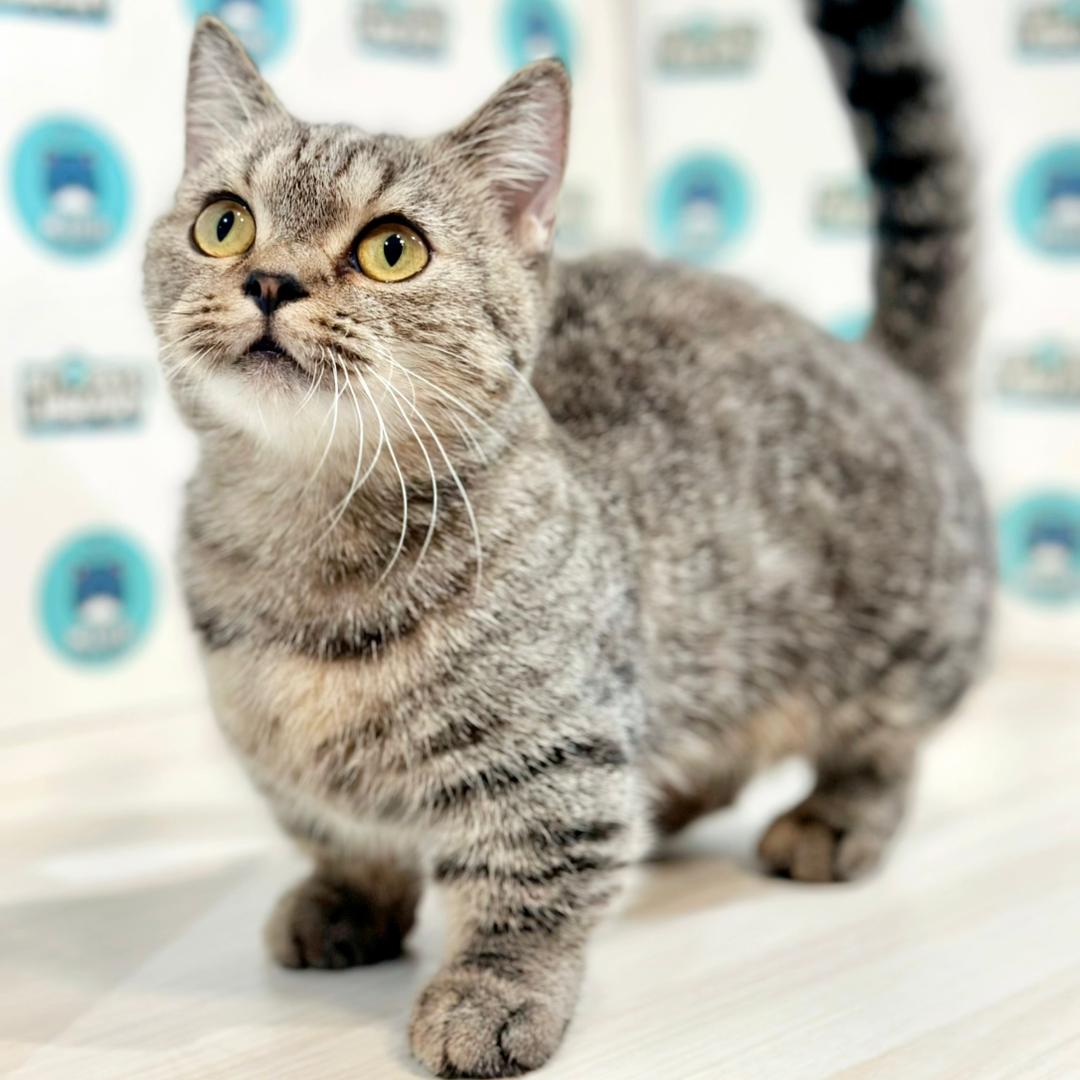 Super Short Munchkin British Shorthair Kitten