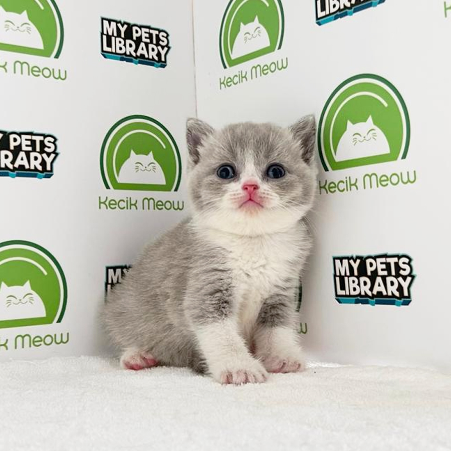 British Shorthair Kitten