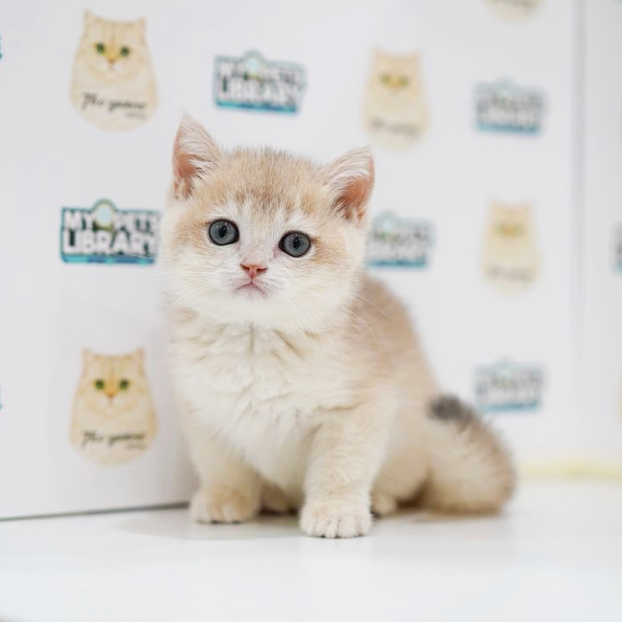 British Shorthair Kitten