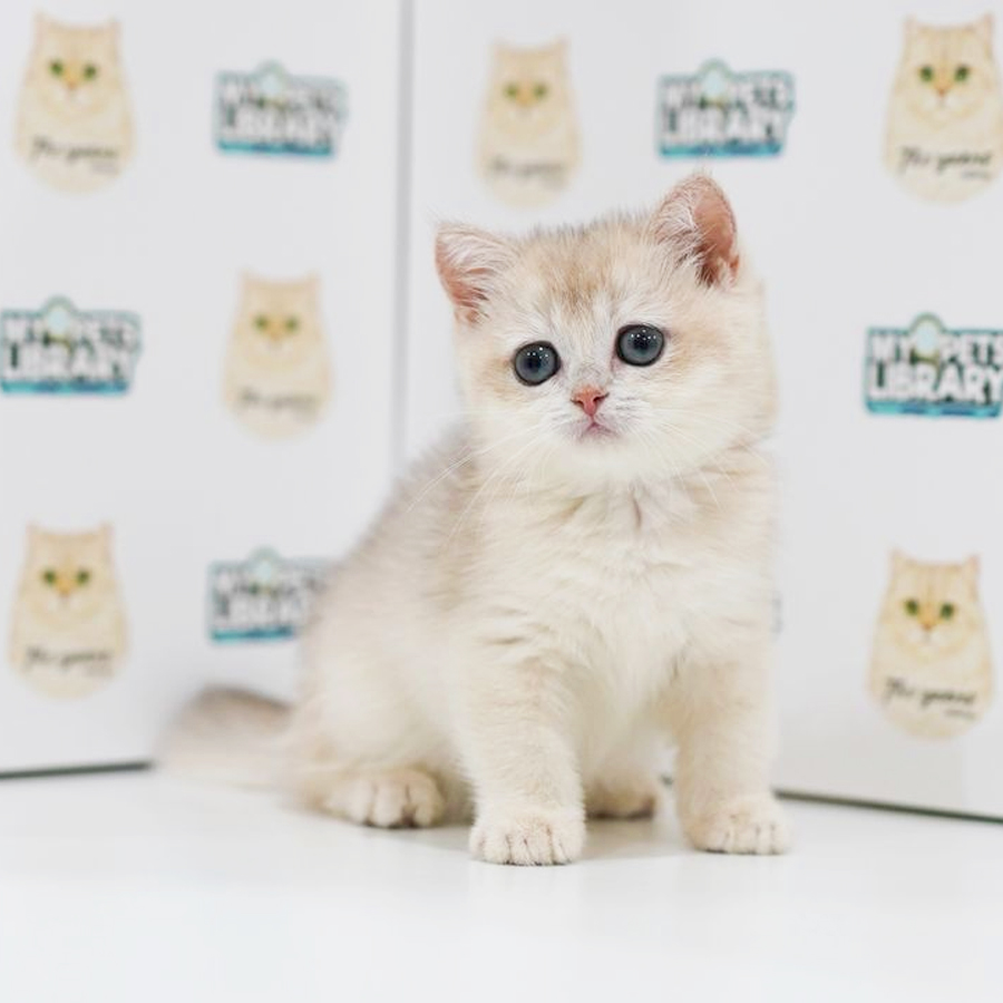 British Shorthair Kitten