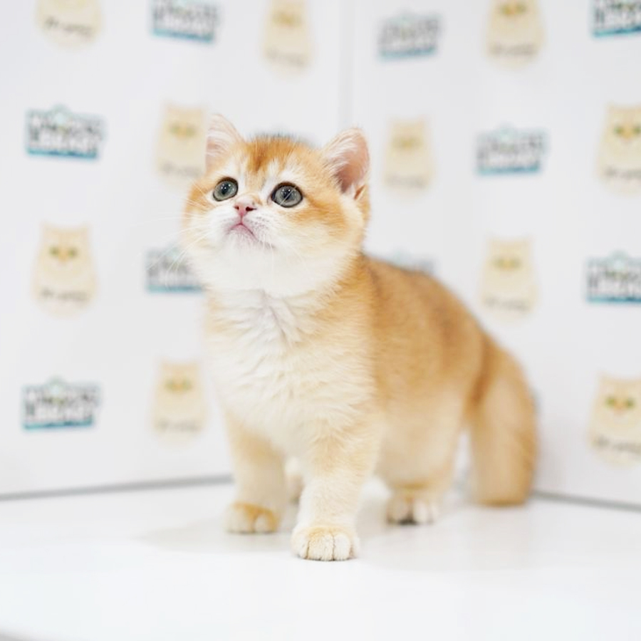 British Shorthair Kitten