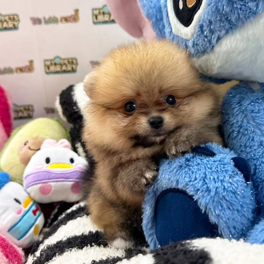 Tiny Pomeranian Puppy