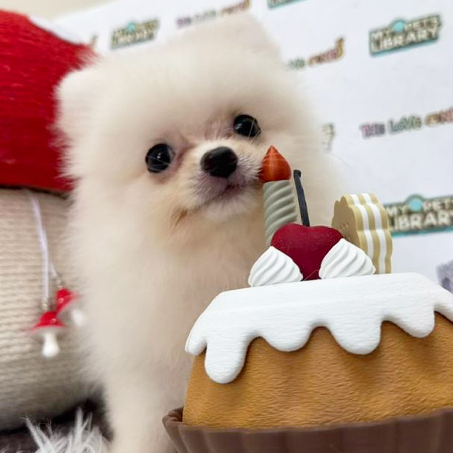 Tiny Pomeranian Puppy