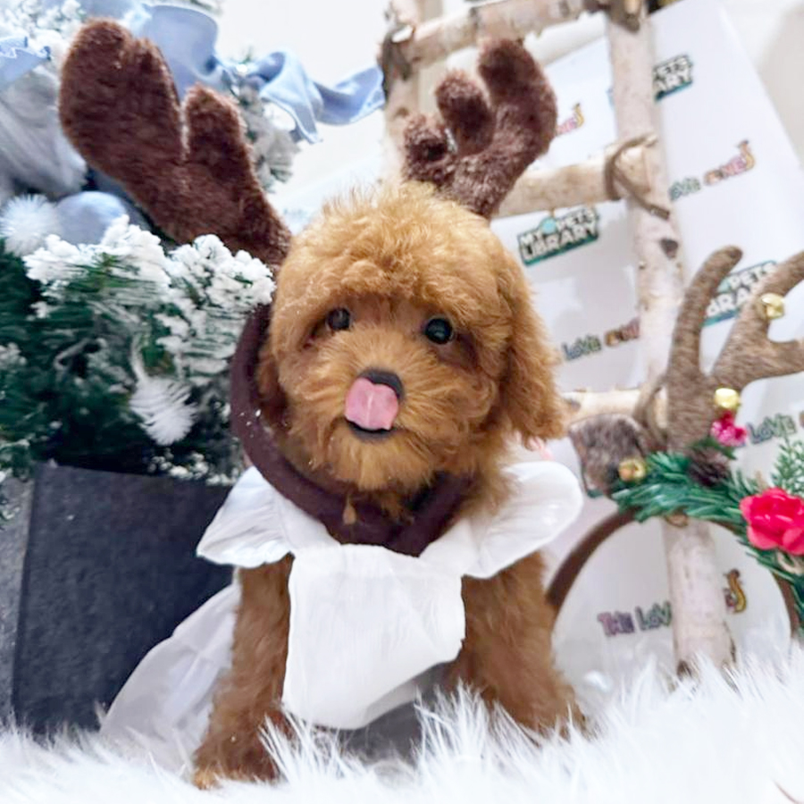 Tiny Poodle Puppy