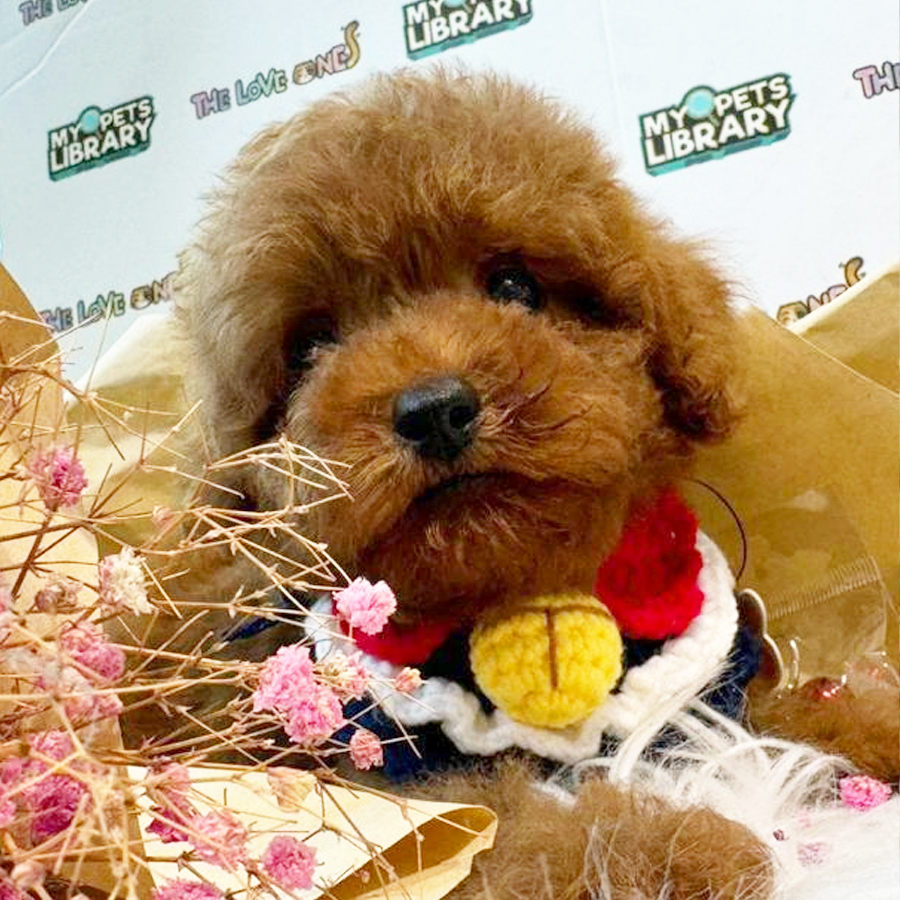 Tiny Poodle Puppy
