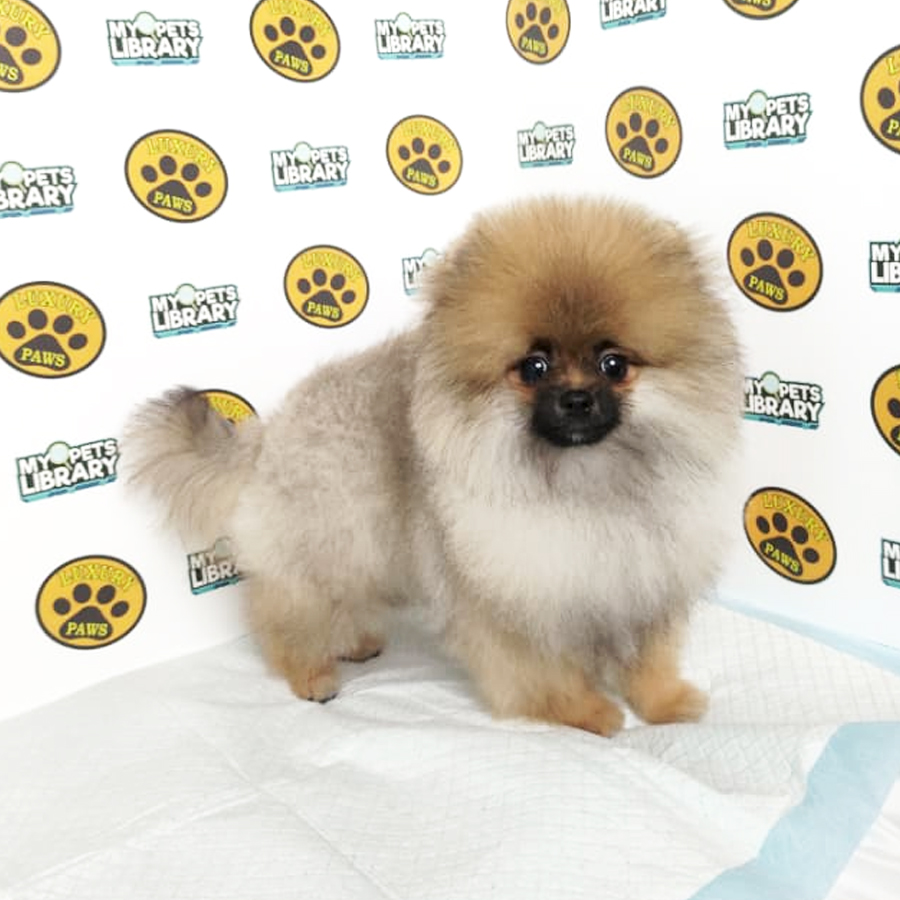 Tiny Pomeranian Puppy