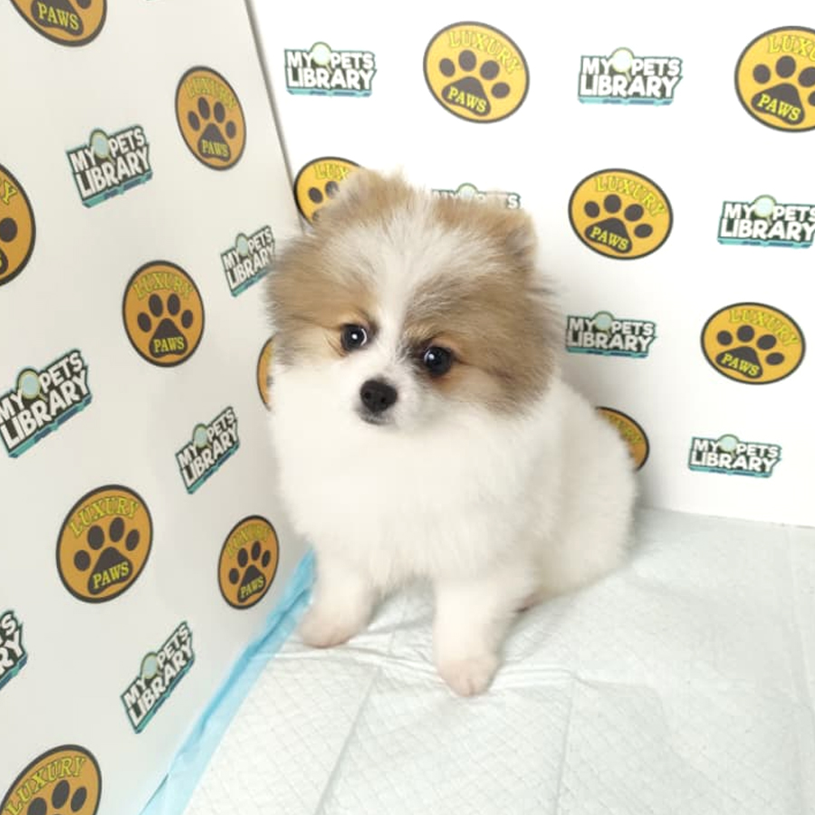 Tiny Pomeranian Puppy