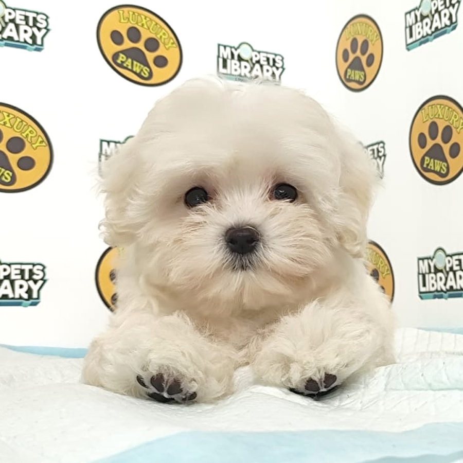 Tiny Maltipoo Puppy