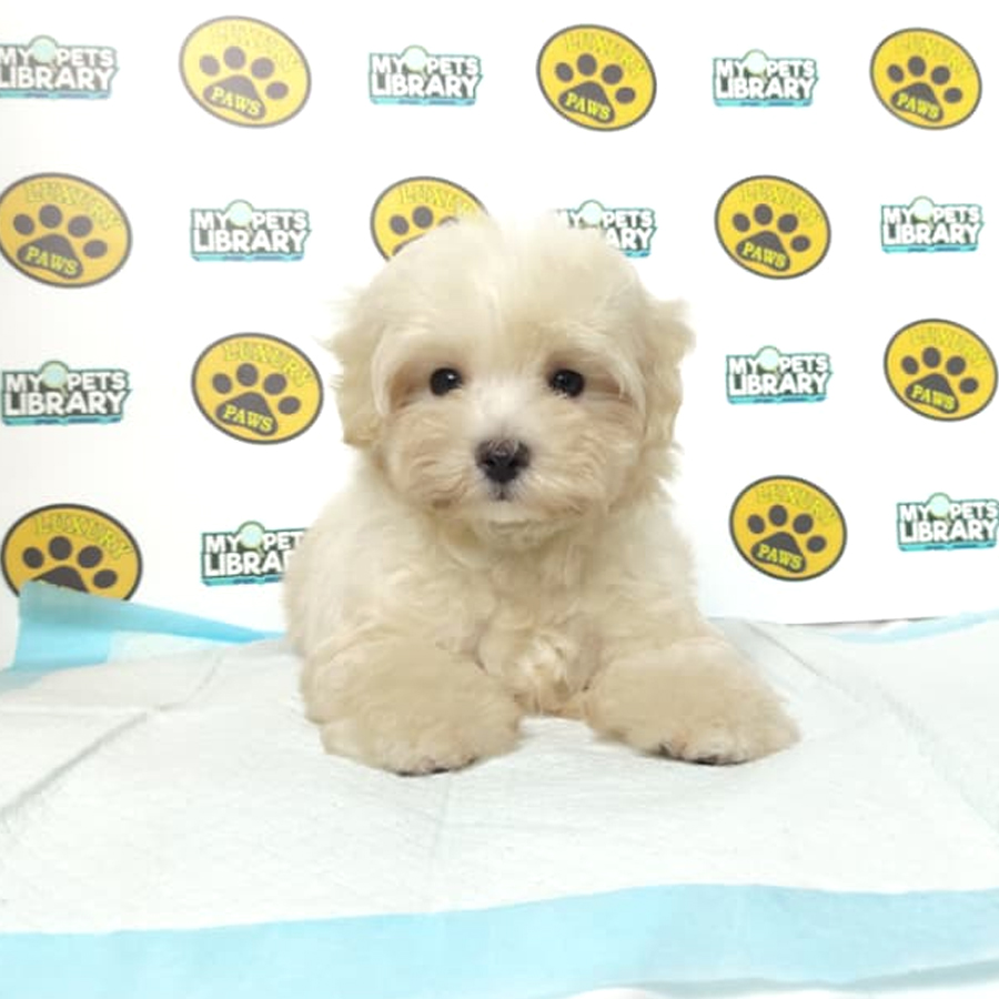 Tiny Maltipoo Puppy
