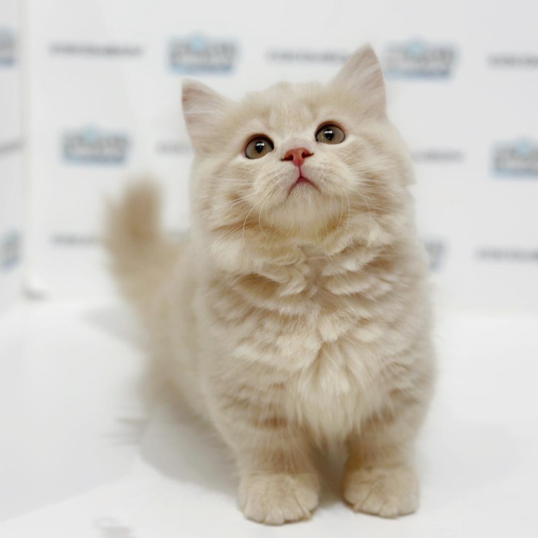 Super Short Minuet Napoleon Kitten
