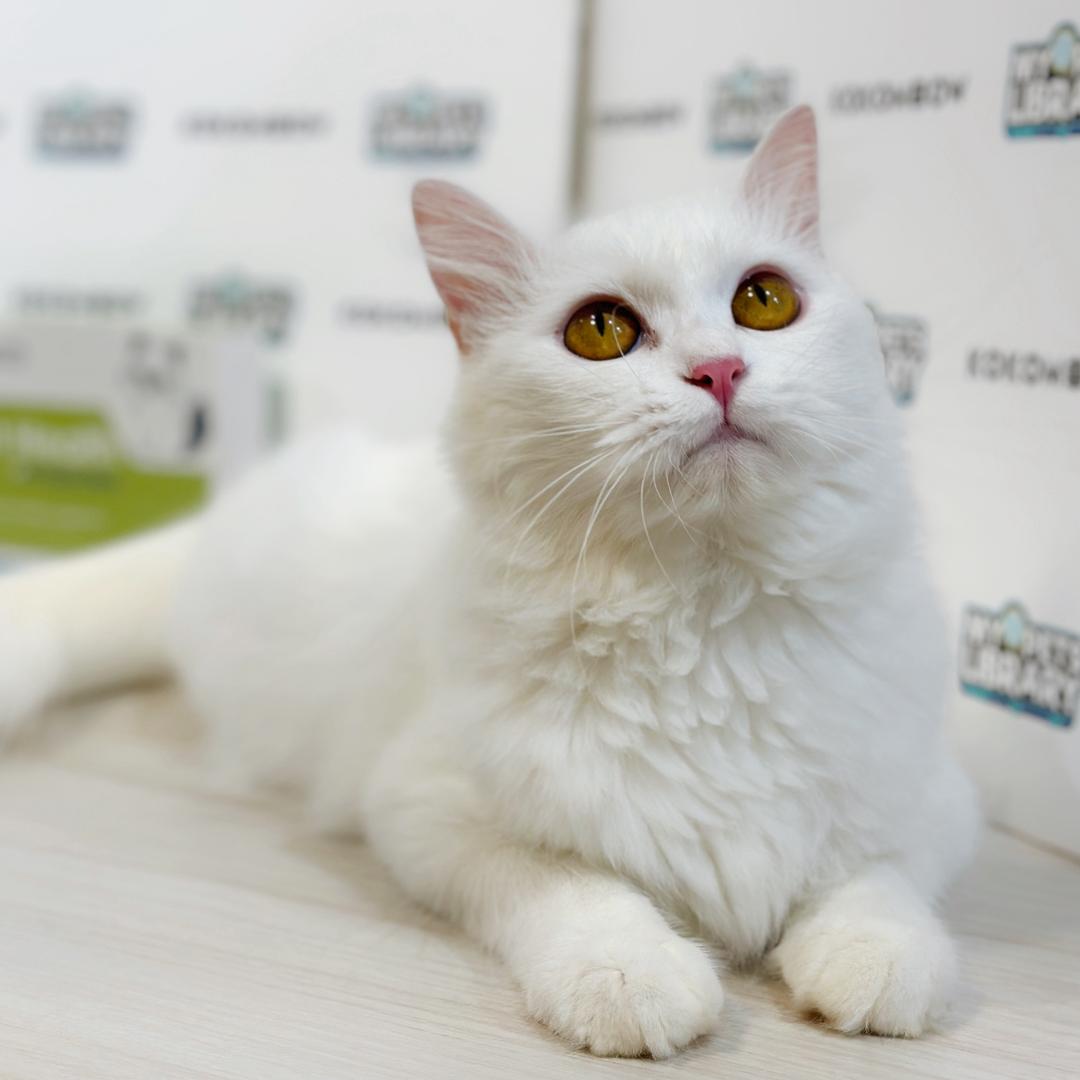 Turkish Angora Persian Kitten